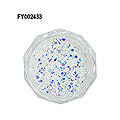 SONAIL　極薄ホロjewel petite フラッシュブルーオパール FY002433